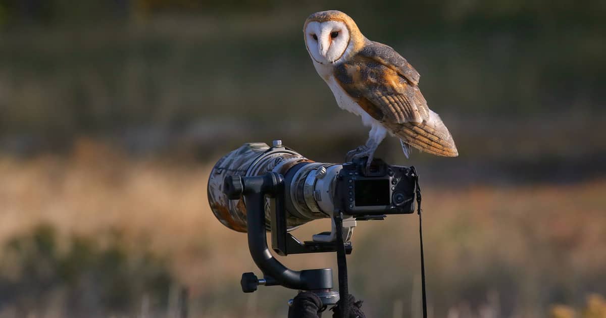 Early morning nature scenery with soft light for photography