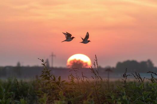 Sunrise birdwatching in a peaceful lagoon landscape