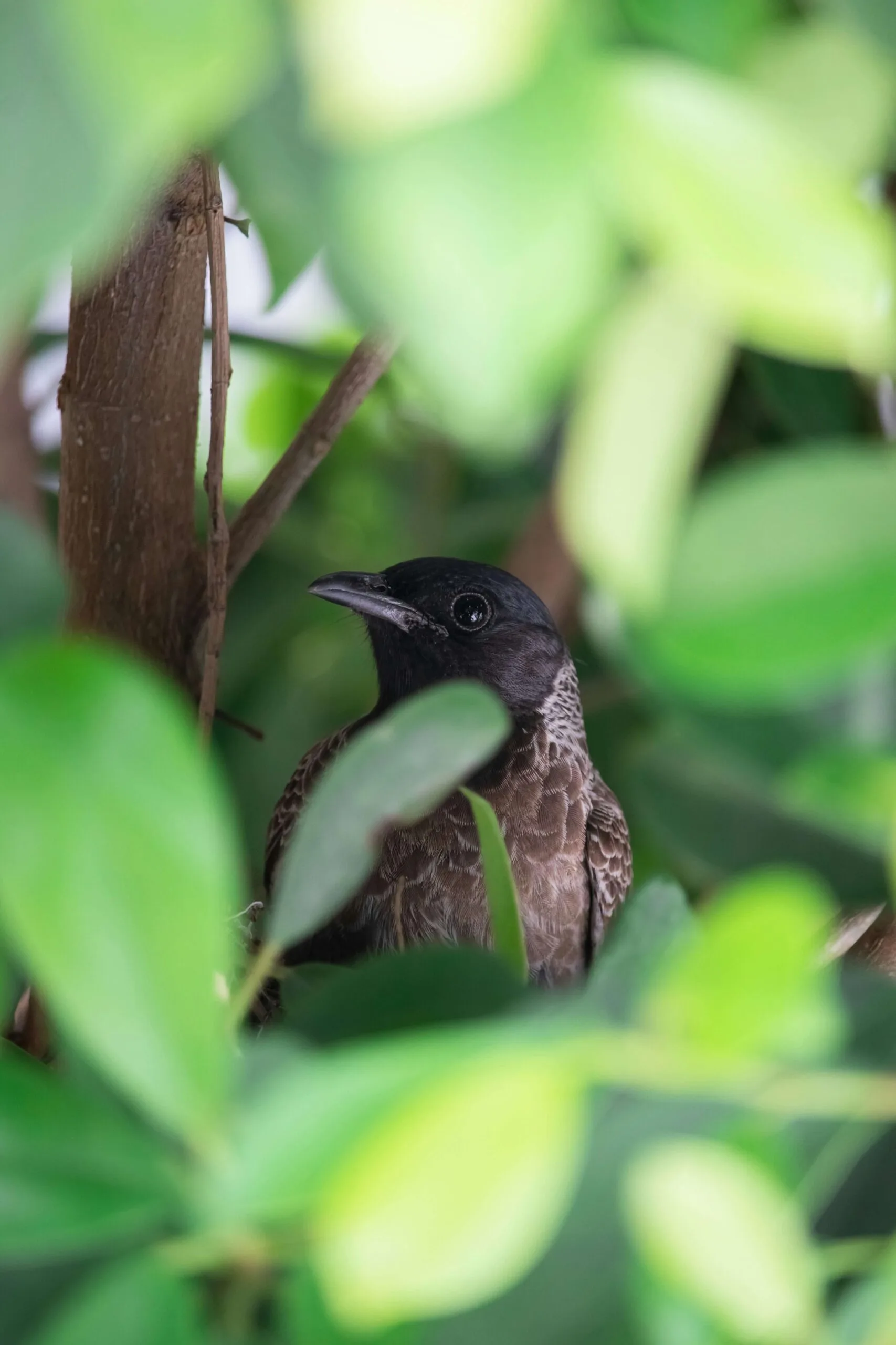 Birdwatching_05