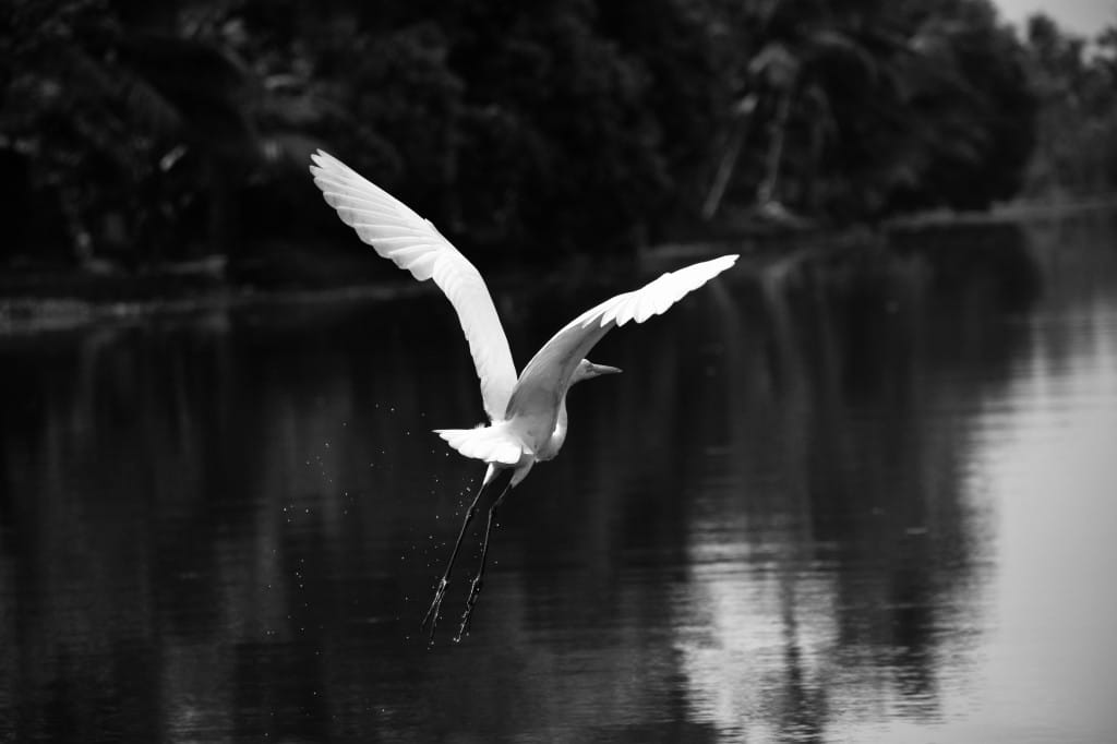 Egret taking flight over lagoon waters