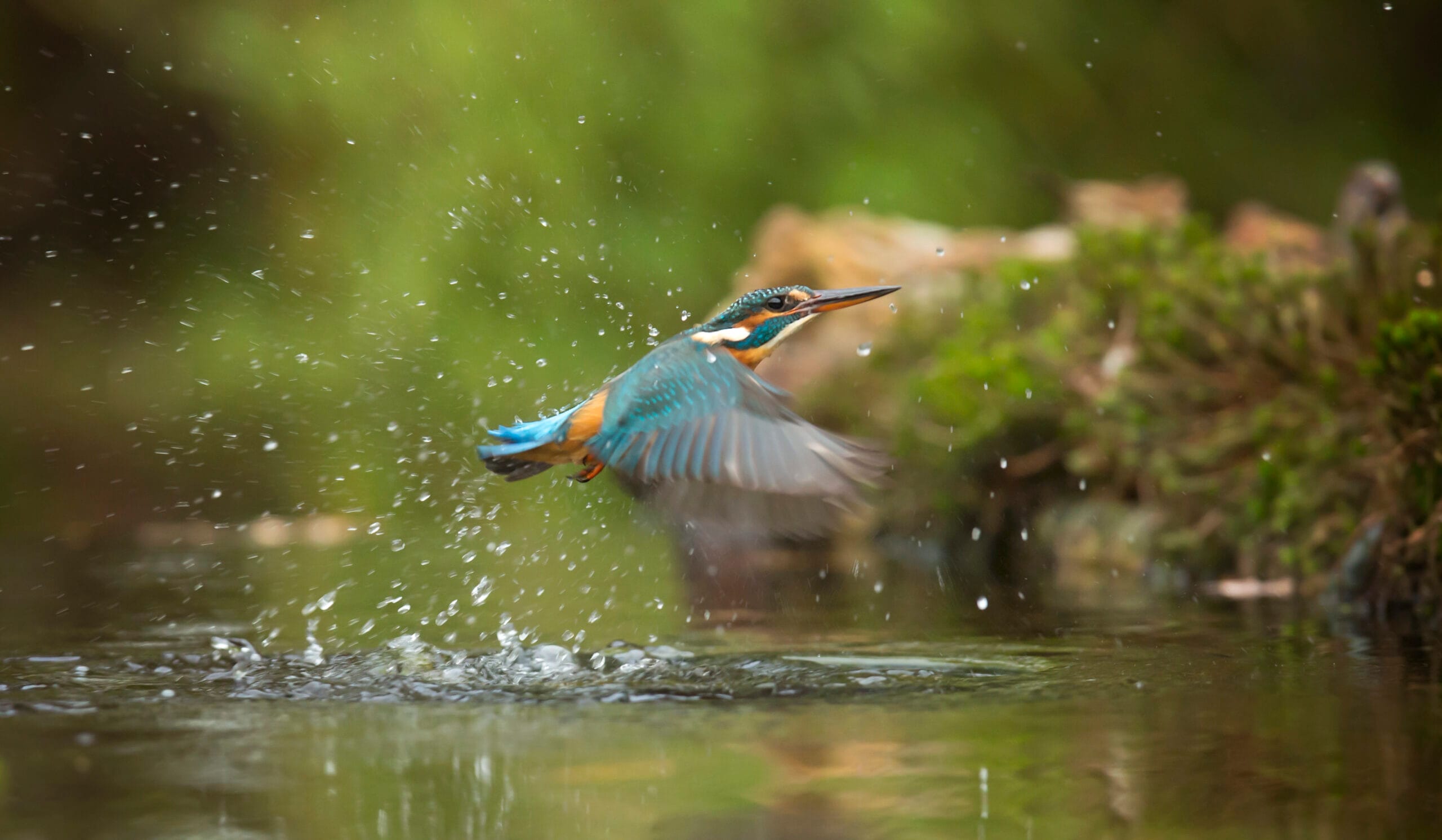 Kingfisher perched on mangrove branch