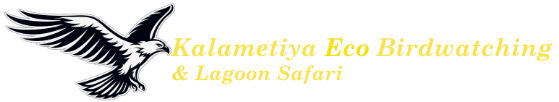 Kalametiya Eco Birdwatching & Lagoon Safari